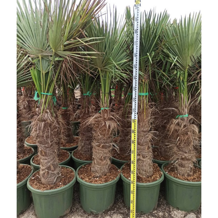 Trachycarpus fortunei (palmier chanvre, palmier moulin à vent)