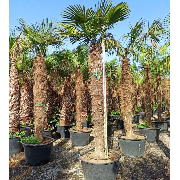 Trachycarpus fortunei SPECIMEN GRANDE TAILLE (palmier chanvre, palmier moulin à vent)