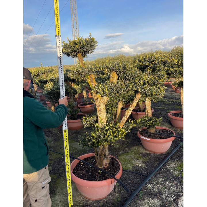 Olea europaea (Oliviers) Multi-plateaux