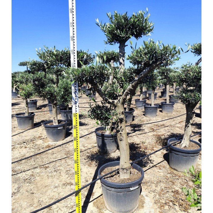 Olea europaea (Oliviers) Multi-plateaux