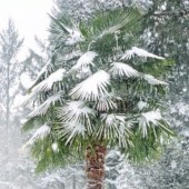 Derniers Palmiers Rustiques - Jardin Plantes Tropicales