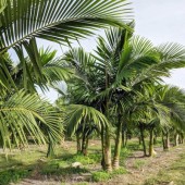 Palmiers Intérieur Discount - Pour Terrasse Et Piscine