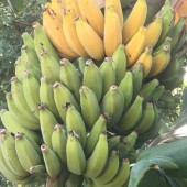 Délicieuses Bananes cultivables jusqu'à -10°C