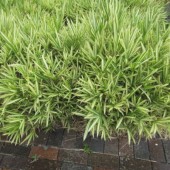 Magnifiques bambous nains pour vos massifs et en isolé