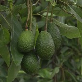 Arbres fruitiers exotiques bon marché produits avec soin