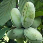 Arbres fruitiers rustiques bon marché produits avec soin