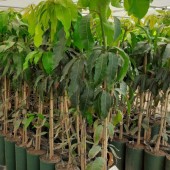 Offrez-vous le jardin exotique de vos rêves !