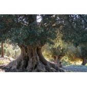De grands oliviers bon marché livrés à votre domicile