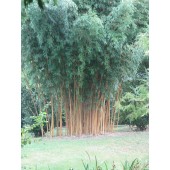 Tout ce que vous devez savoir sur le bambou bon marché