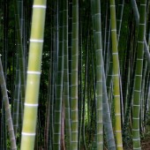 Bambou Géant Pour Le Jardin - Jardin Tropic