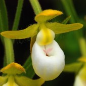 Faites ressembler vos arbres d'orchidées à un million de dollars