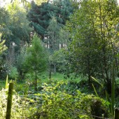 Vous pourrez créer votre forêt comestible !