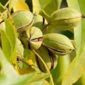 De belles plantes à déguster !