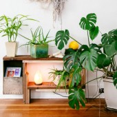 Plantes d'intérieur ou d'appartement pour terrasse ou piscine