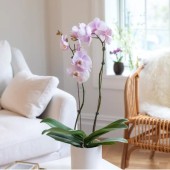 Orchidées et plantes à fleurs décoratives