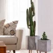 Cactus et autres plantes graminées