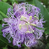 De belles plantes avec d'excellents bienfaits pour la santé !