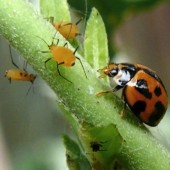 Des conseils simples pour vous dans la lutte antiparasitaire naturelle