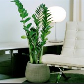 plantes pour espace peu lumineux