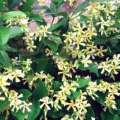 Éliminez vos peurs et vos doutes sur les plantes et les arbres à fleurs