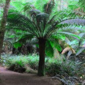 Des plantes à feuillage décoratif pour un jardin unique