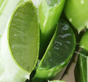 Aloe gel bienfait