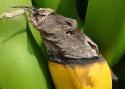 Maladie du bout de cigare