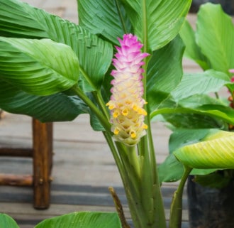 Plantes tropicales d'exception