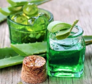 Aloe vera utilisation
