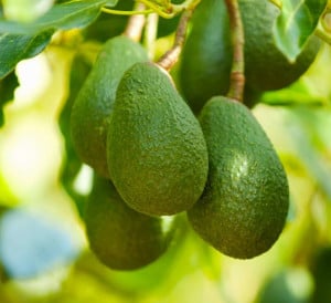 Avocatier pas cher