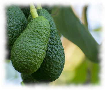 Comment cultiver vos fruitiers exotiques?