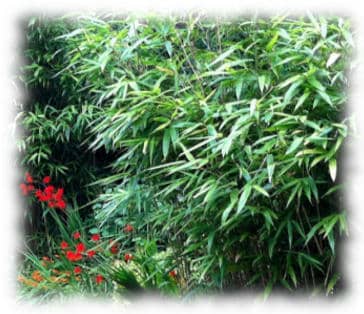 Comment faire pousser votre bambou ?