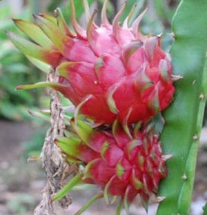 Fruit du dragon pas cher