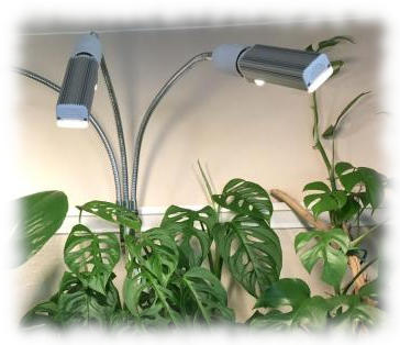 Comment cultiver vos plantes favorites avec un éclairage horticole ?