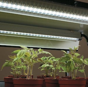 Lampes horticoles