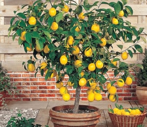 Citronnier de qualité pas cher