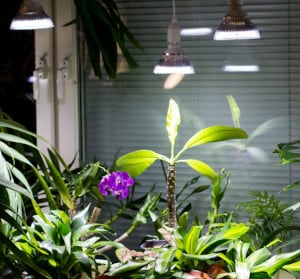 Lampe Led horticole