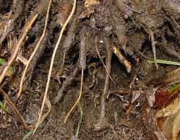 maladie nématodes bananier