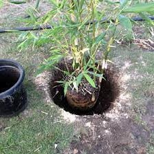 Plantation bambou