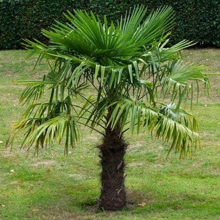 palm plantation
