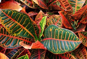 plantes exotiques rares