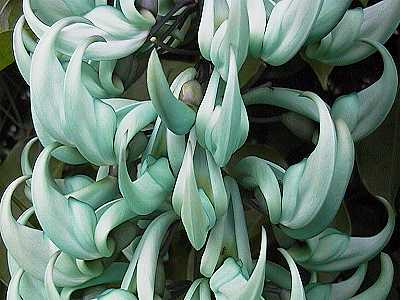 cultiver chez vous des plantes rares