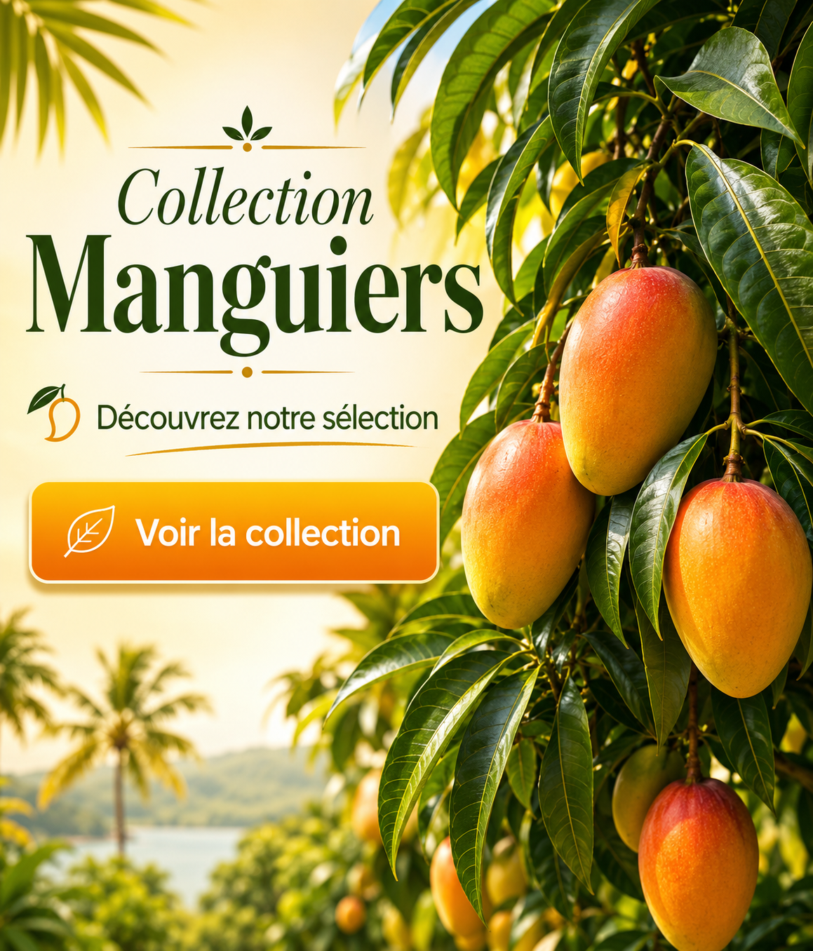 Collection manguiers